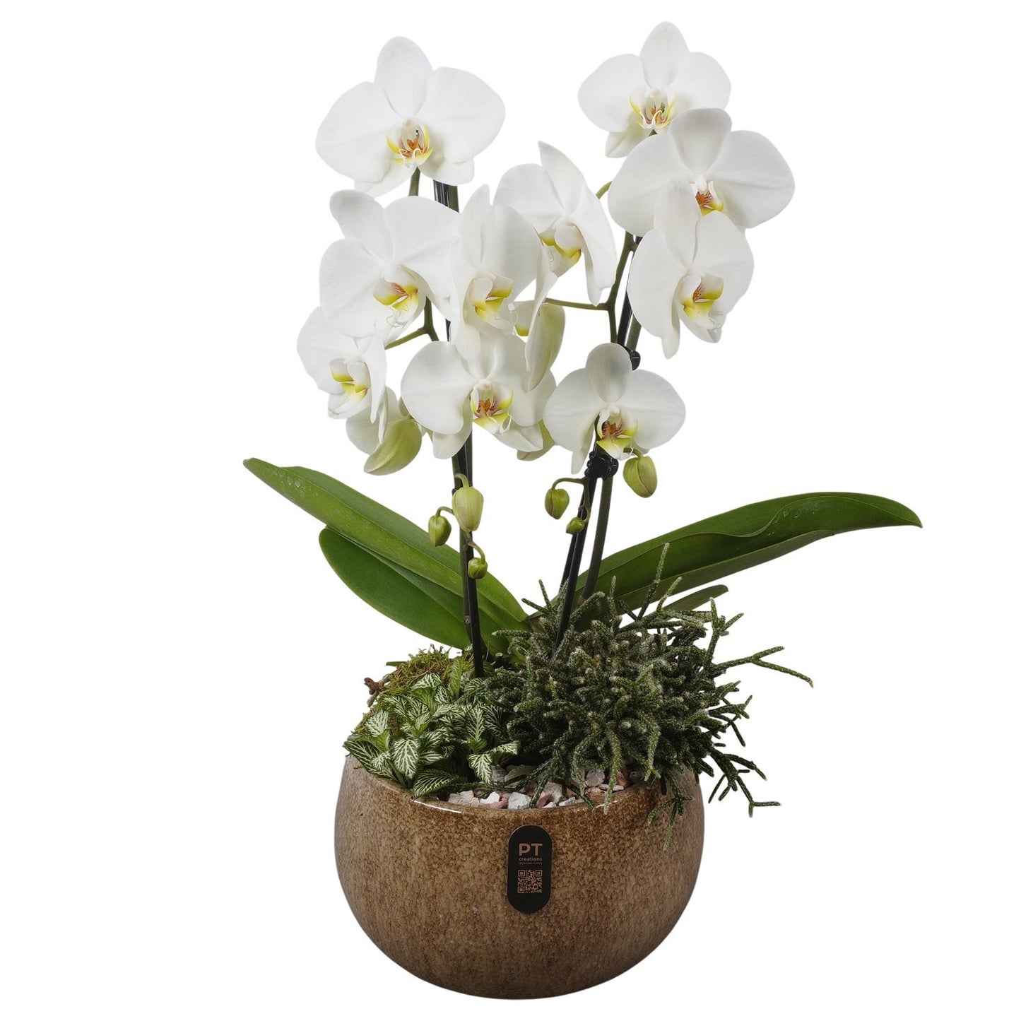 Indoor arrangement 55cm 23cm Pot