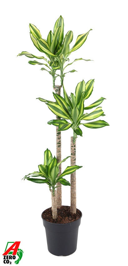 Dracaena frag. Deremensis 140cm 24cm Pot