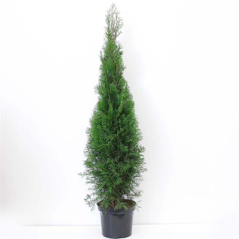 Thuja occidentalis Smaragd 115cm 26cm Pot