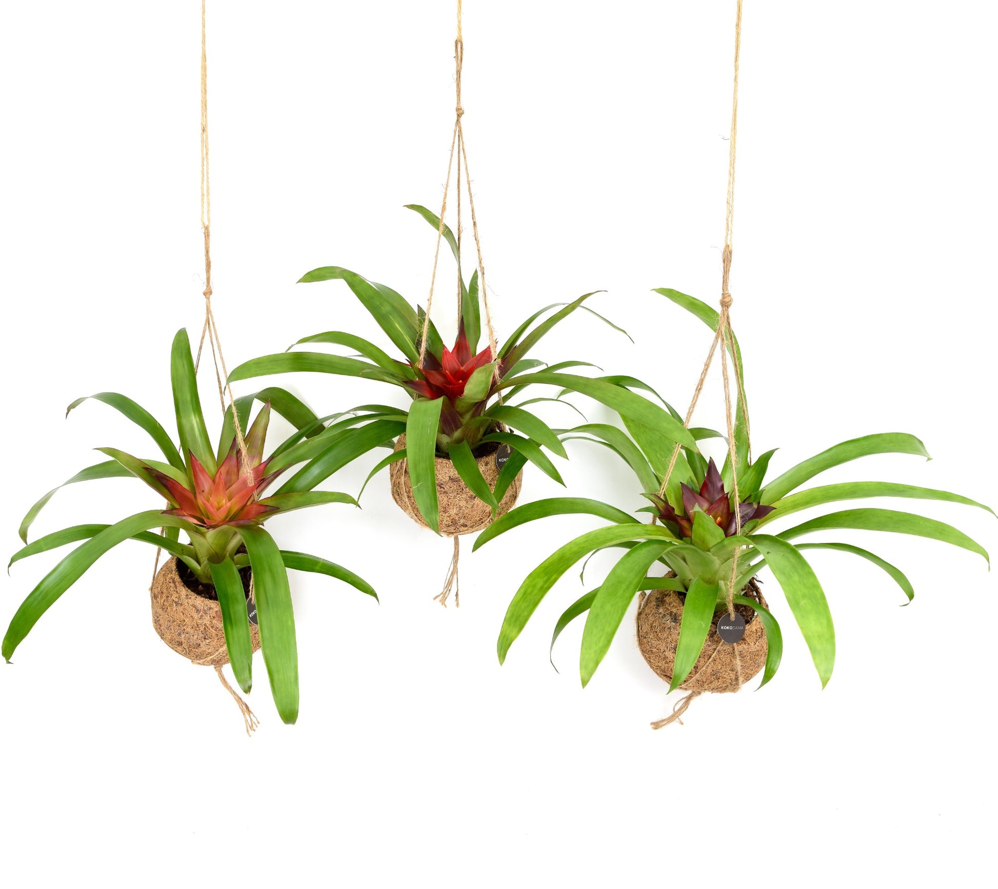 Kokodama Bromelia mix 30cm 12cm Pot