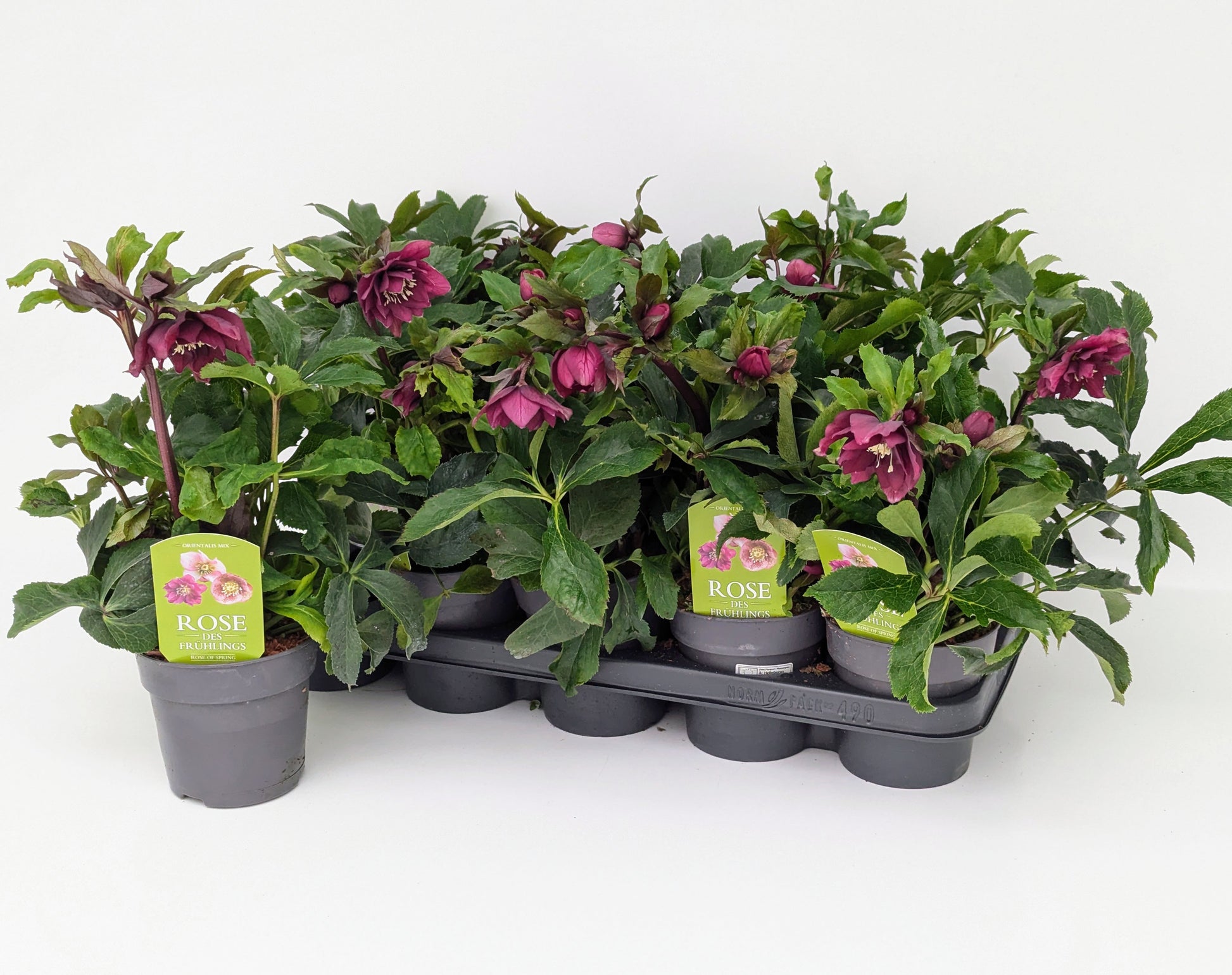 Cox, Paul Helleborus or. Double Ellen Red Pack of 8