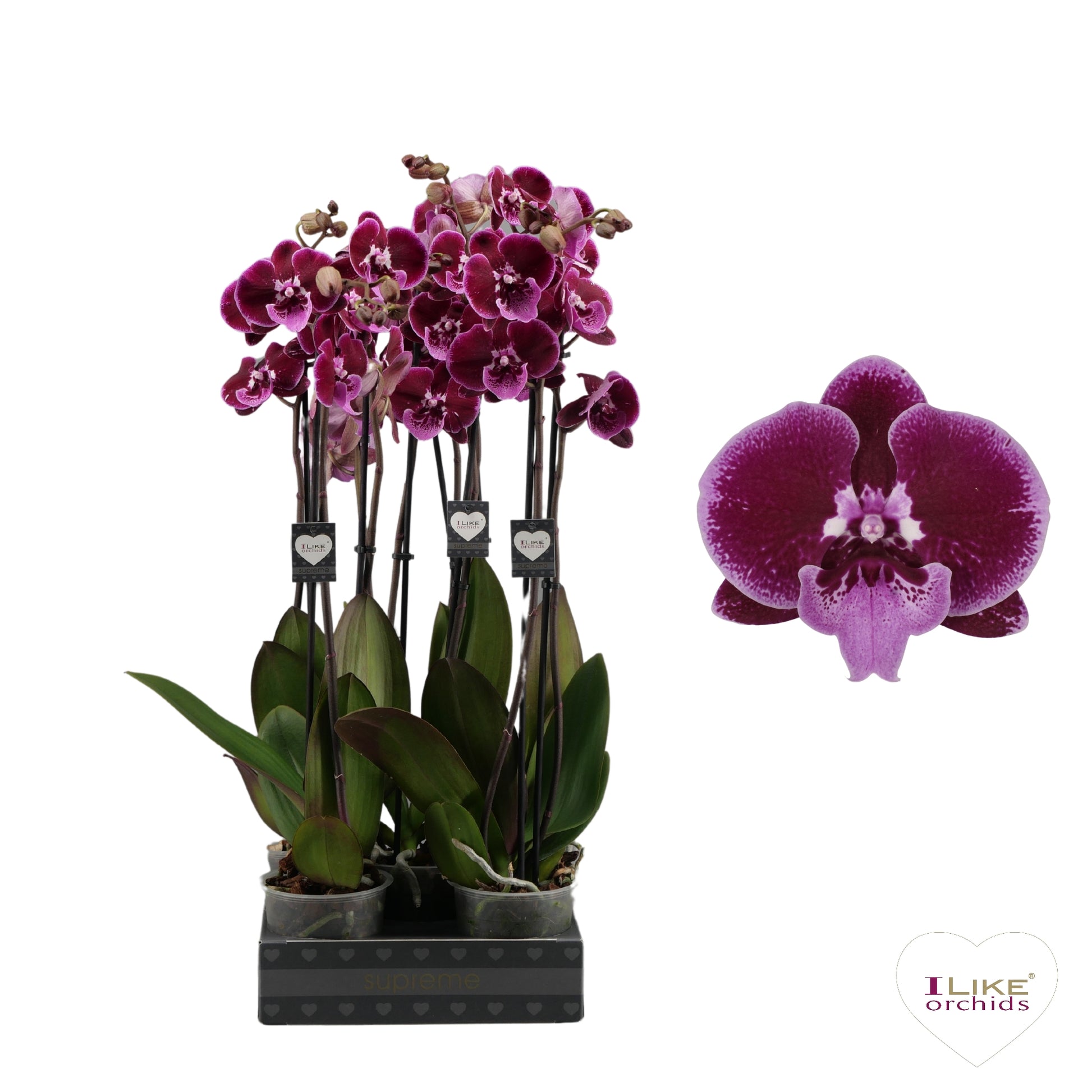 Phalaenopsis purple 65cm 12cm Pot