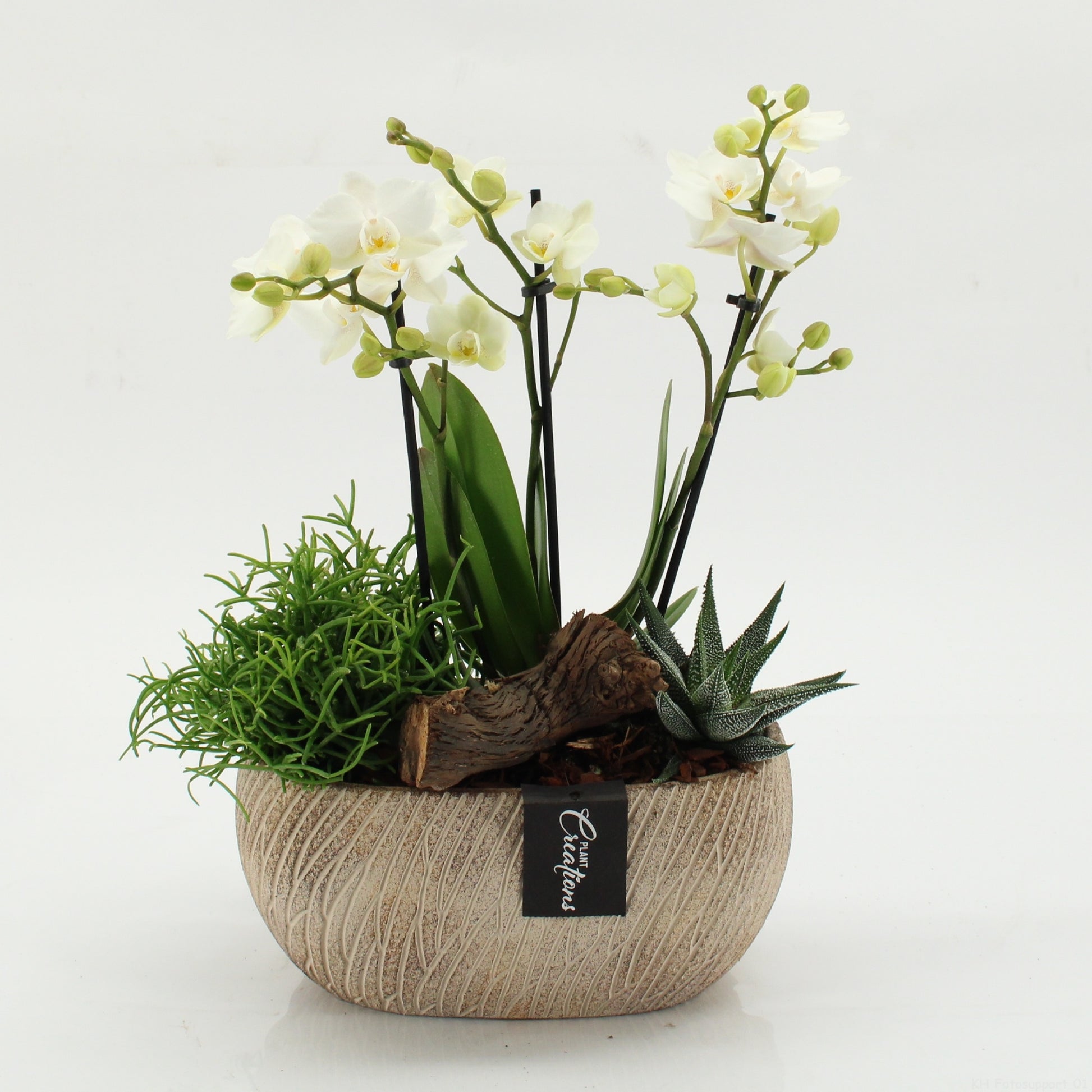 PHAL-2608 Phalaenopsis creatie 45cm 23cm Pot