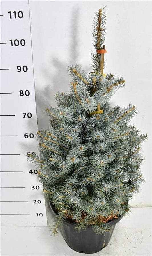 Picea pungens 115cm 38cm Pot