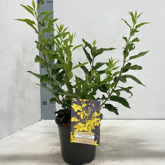 Forsythia Minigold 50cm 17cm Pot