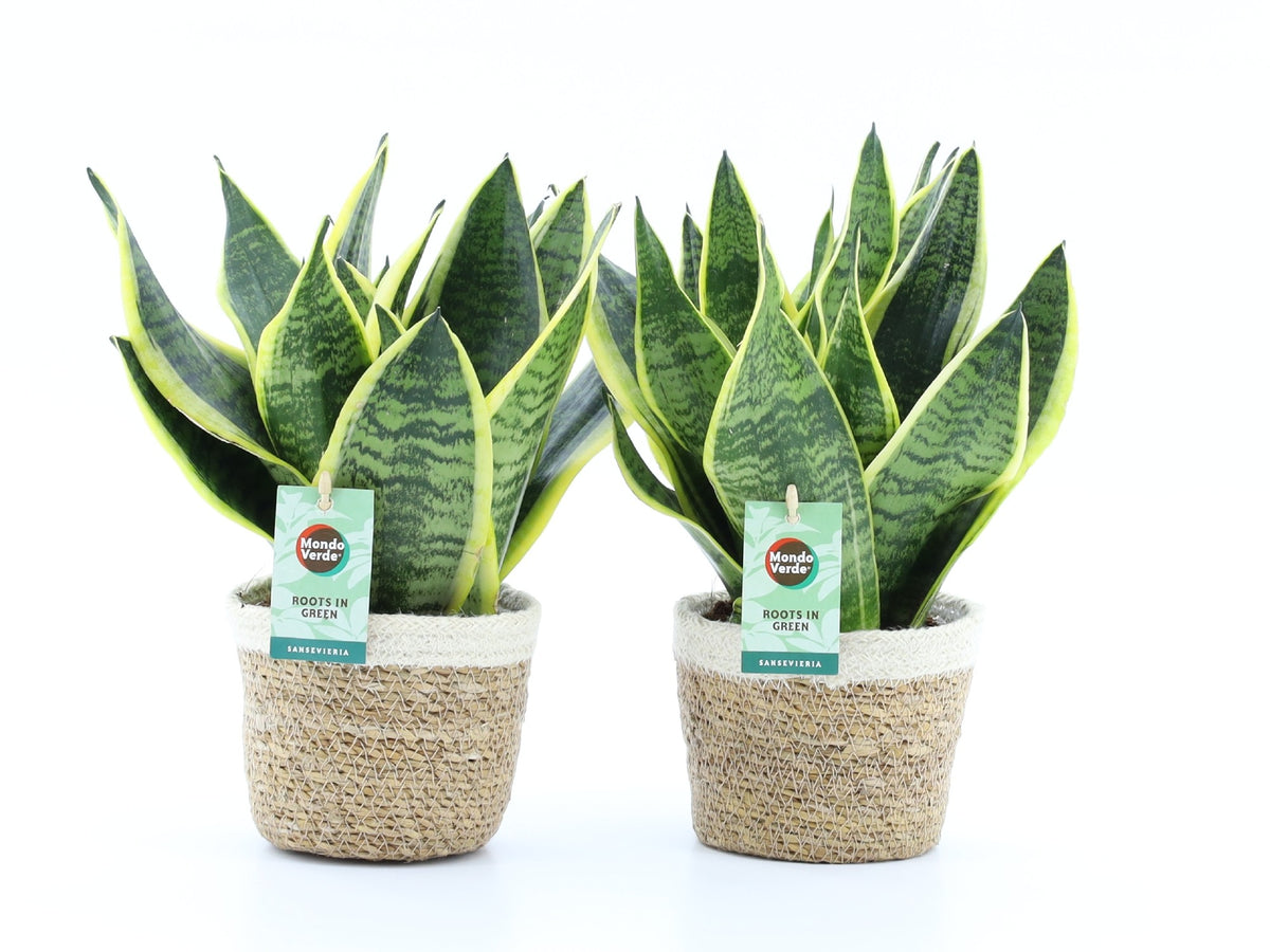 Sansevieria Futura Superba 35cm 14cm Pot