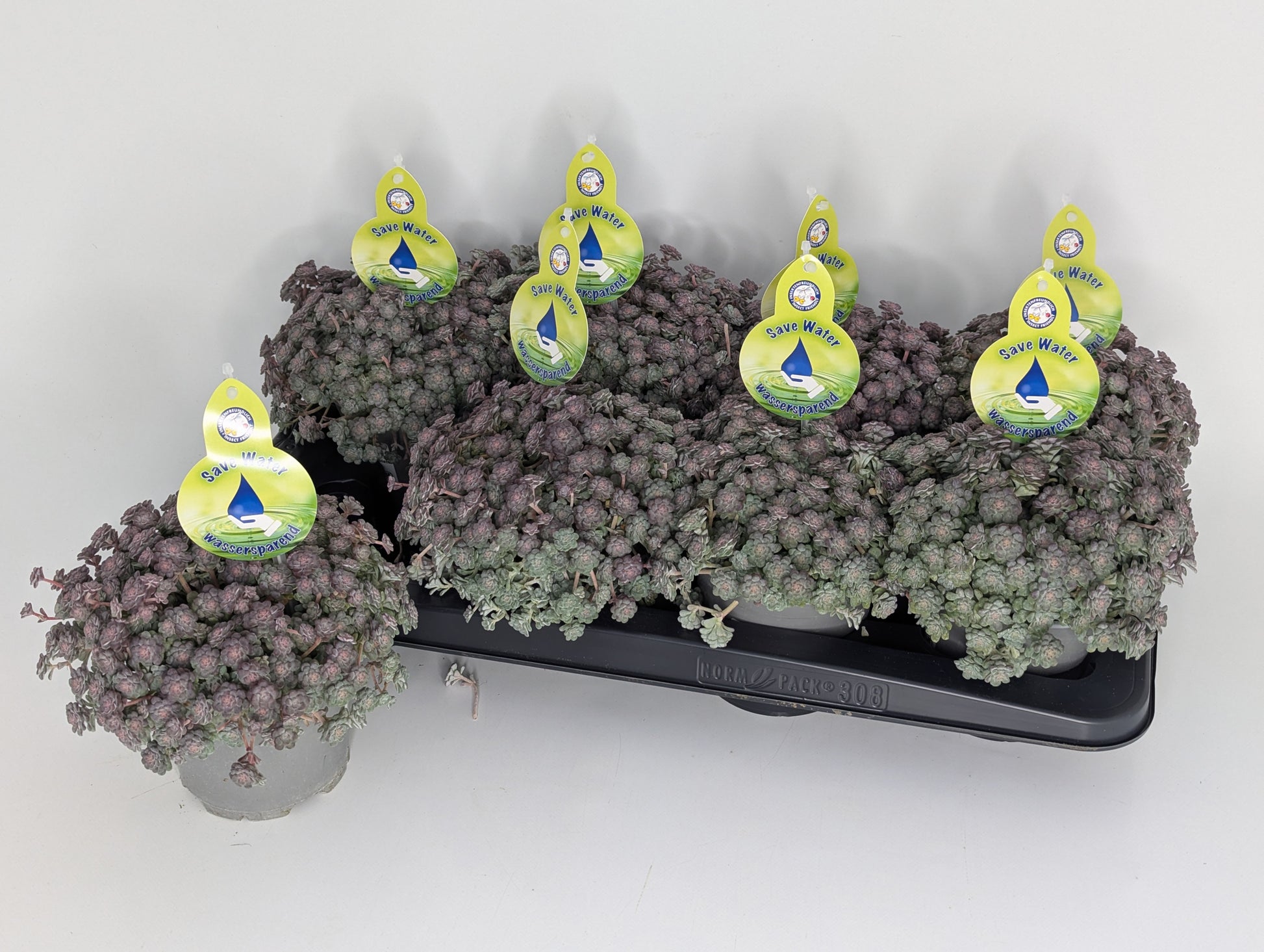 Sedum Cape Blanco 25cm 13cm Pot