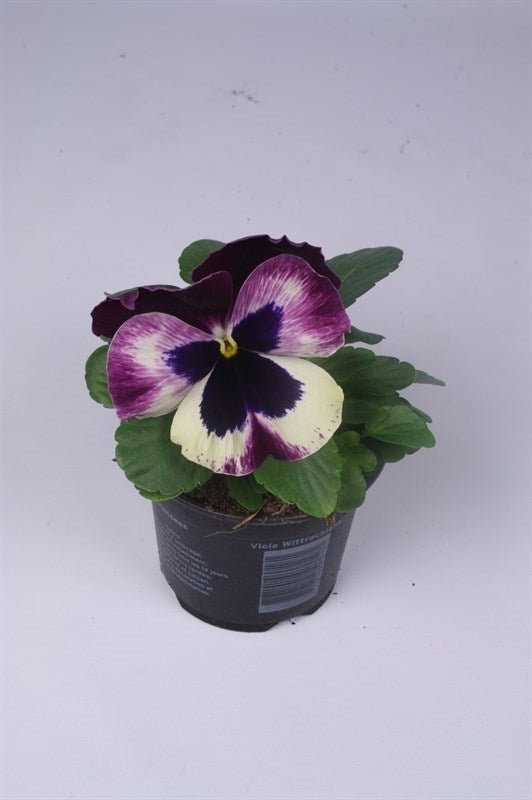 Viola Evo Red Wing 15cm 9cm Pot
