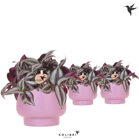 Tradescantia Violet Hill 21cm 9cm Pot