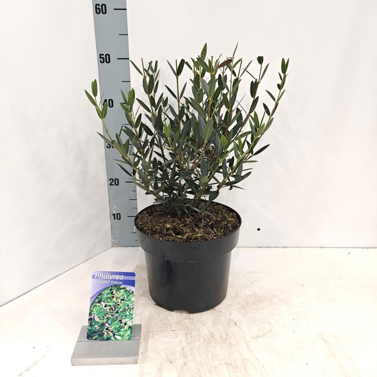 Shrubs mix 80cm 23cm Pot