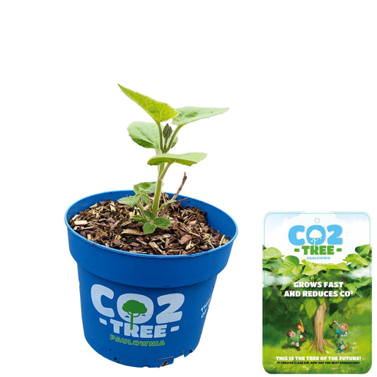 Trees assorted 25cm 17cm Pot