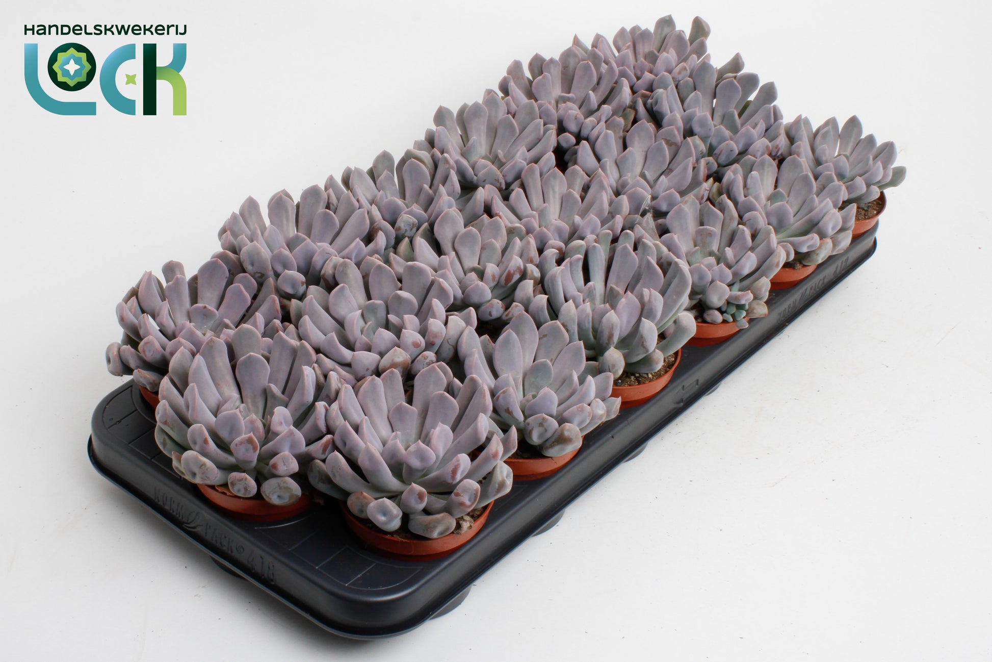 Echeveria Monica 15cm Special Pot (508)