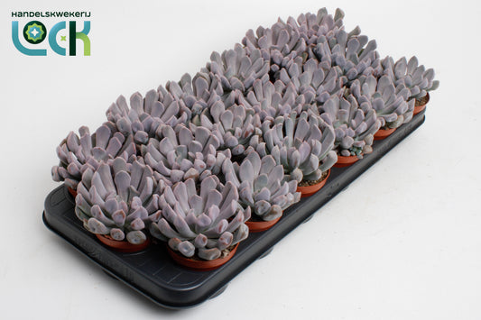 Echeveria Monica 15cm Special Pot (508)