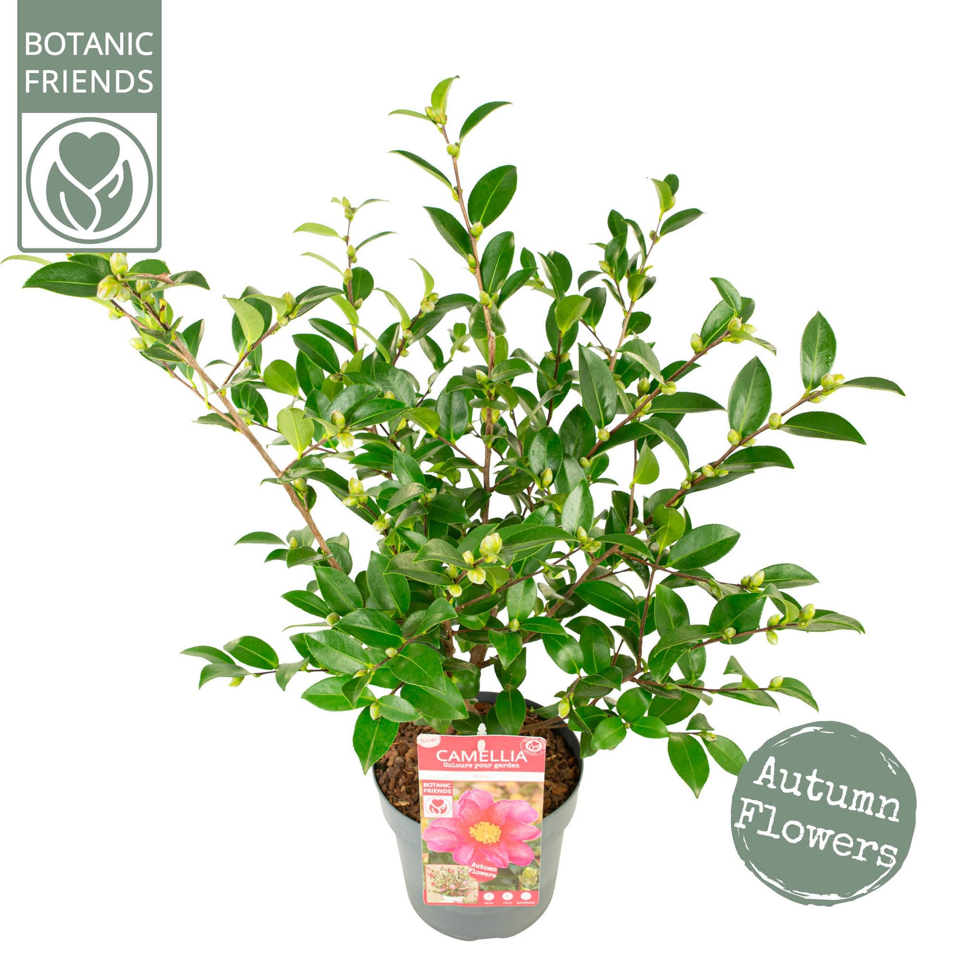 Camellia sasanqua 80cm 19cm Pot