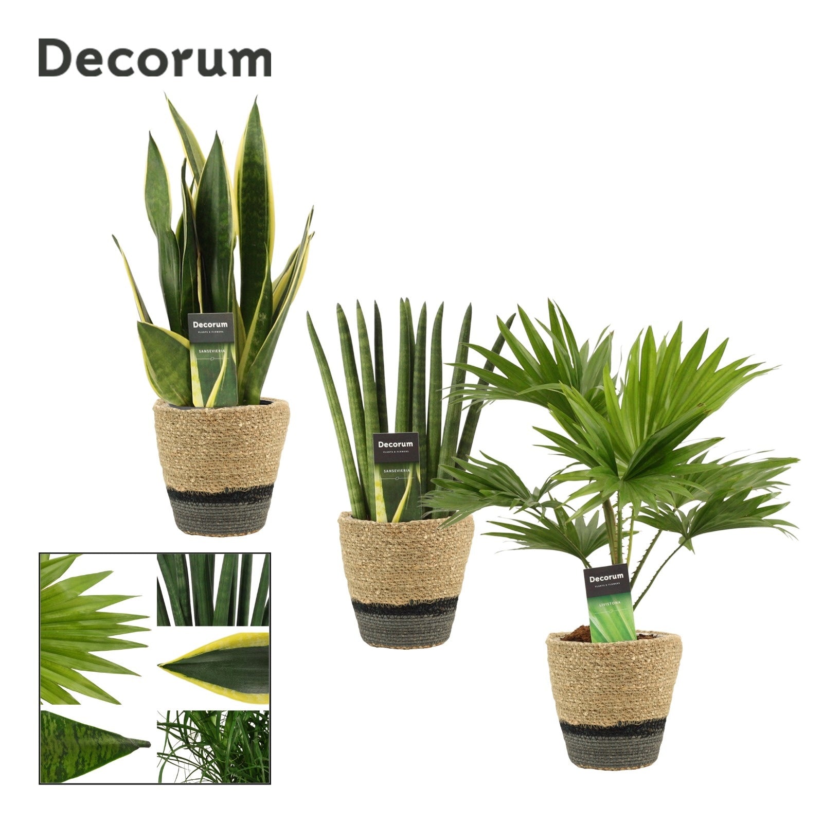 Foliage houseplants mix 35cm 12cm Pot