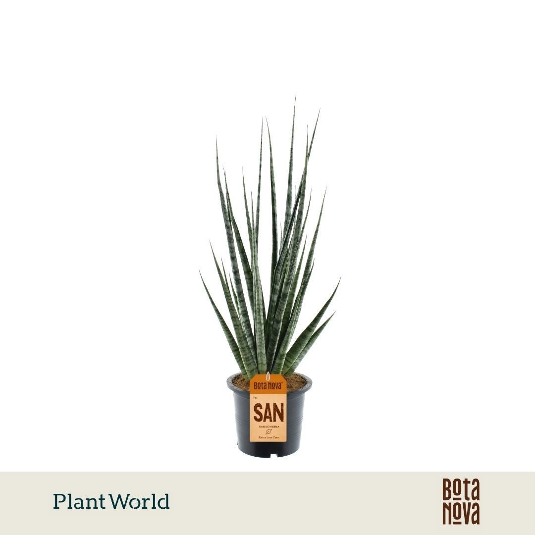 Sansevieria cylindrica 60cm 14cm Pot