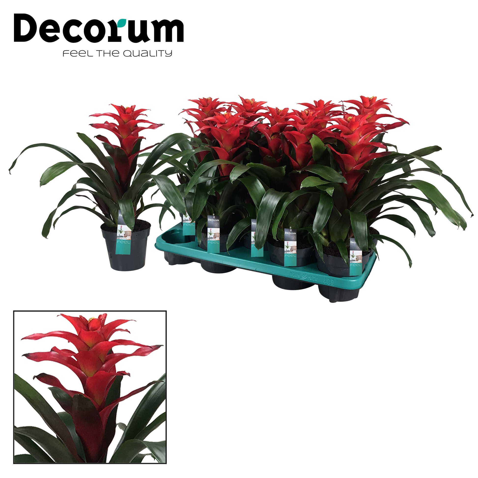 JungleStar BV Guzmania Optima Pack of 9