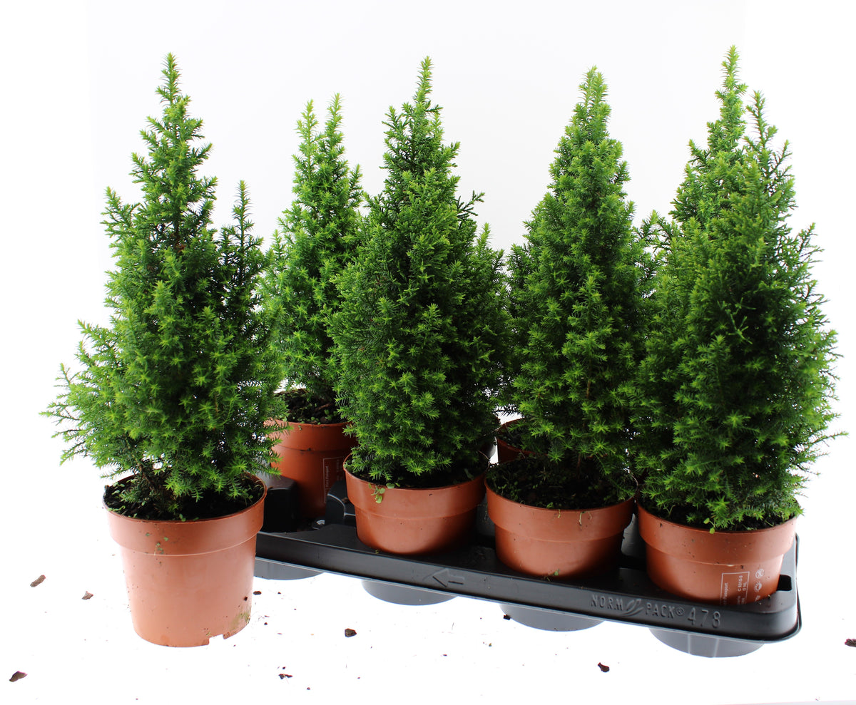 Chamaecyparis thy. Top Point 45cm 13cm Pot