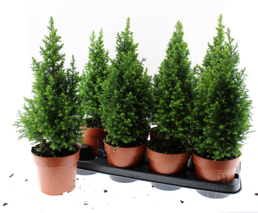Chamaecyparis thy. Top Point 45cm 13cm Pot