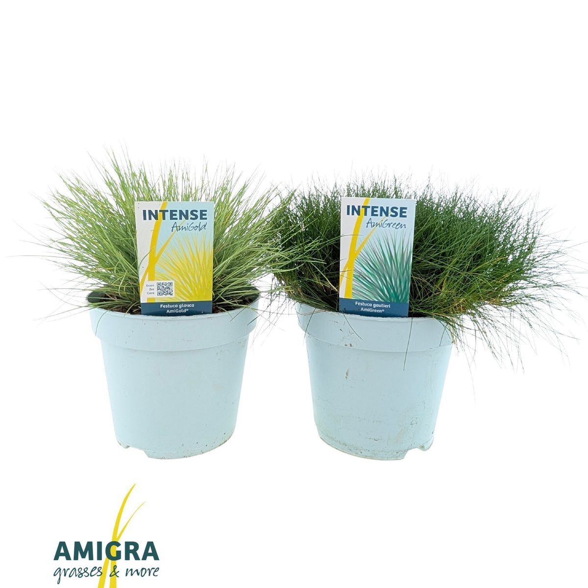 Grasses mix 30cm 17cm Pot