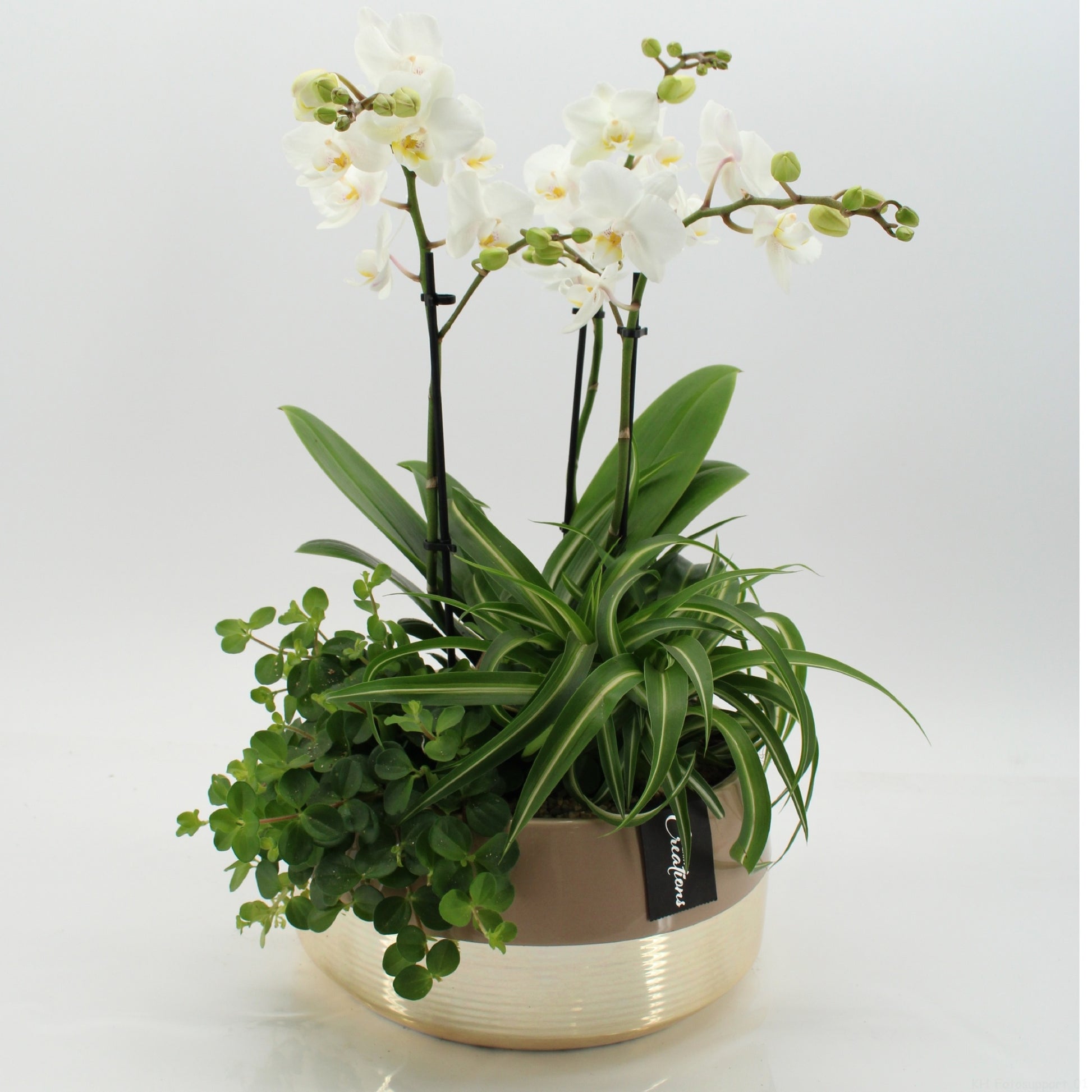 Phalaenopsis arrangement 50cm 25cm Pot