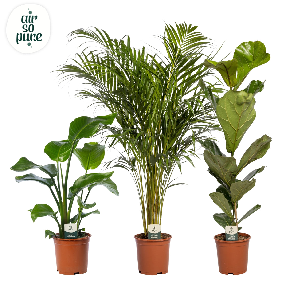 Foliage houseplants mix 95cm 21cm Pot
