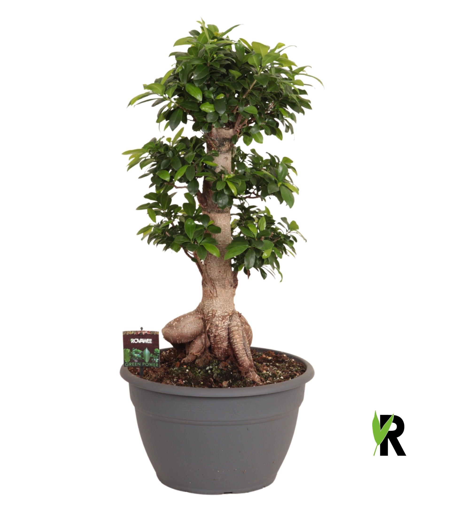 Ficus Ginseng 90cm 35cm Pot