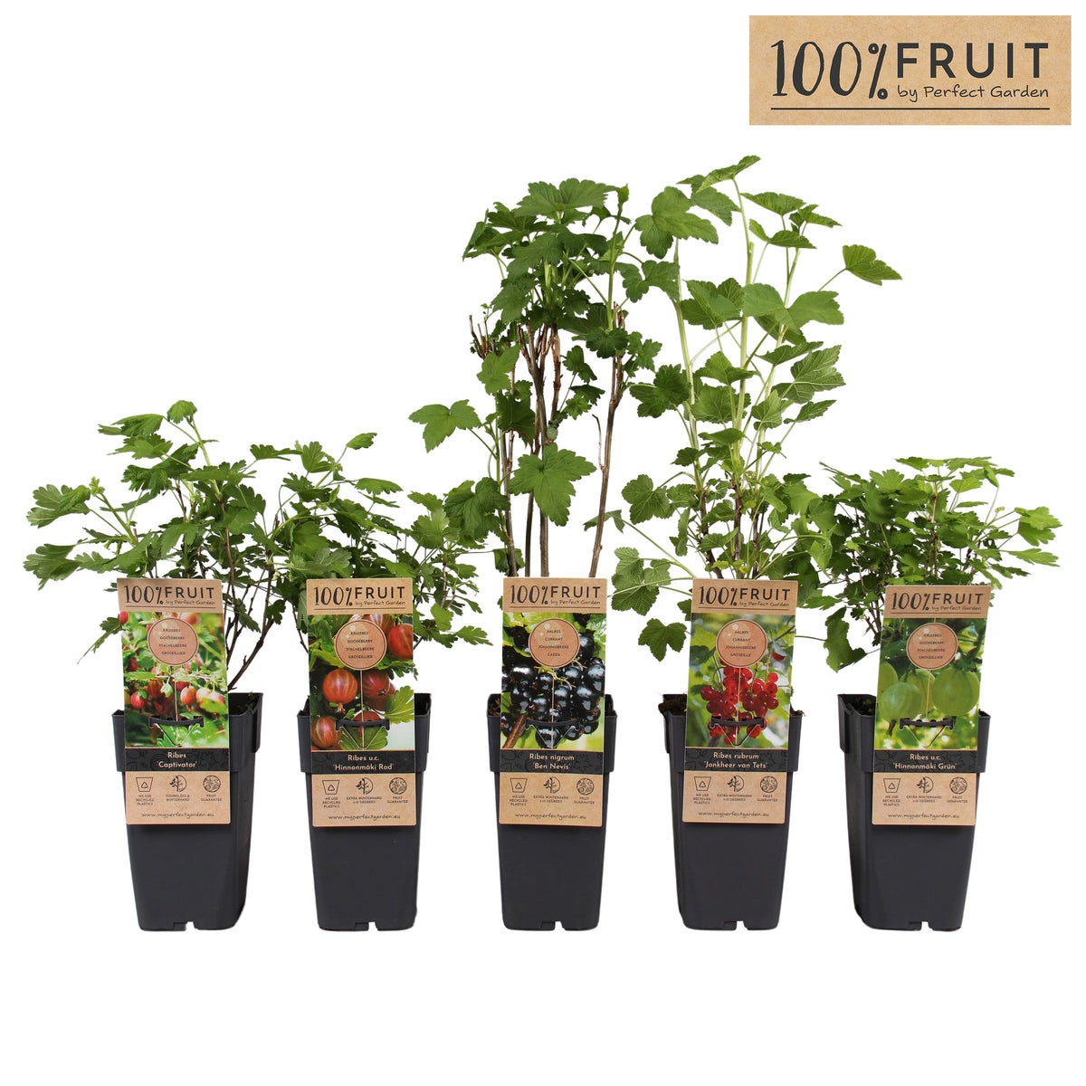 Ribes mix 65cm 15cm Pot