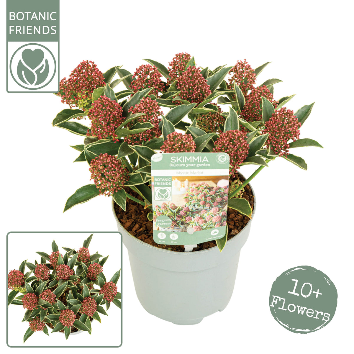 Skimmia japonica Mystic Marlot 22cm 13cm Pot
