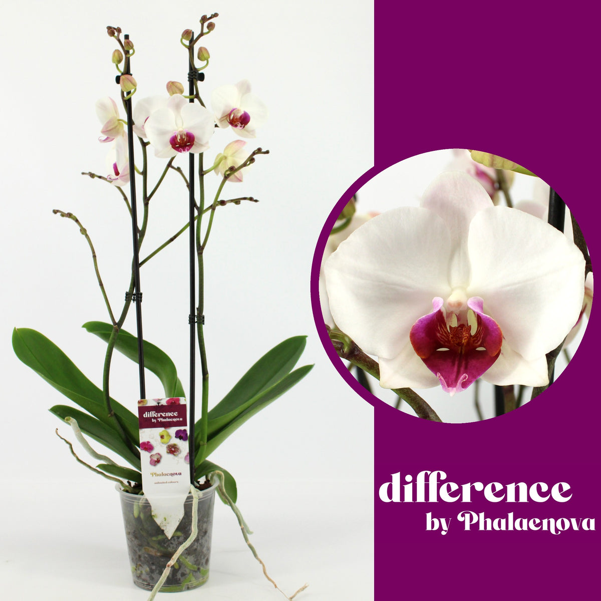 Phalaenopsis Red Lips 70cm 12cm Pot
