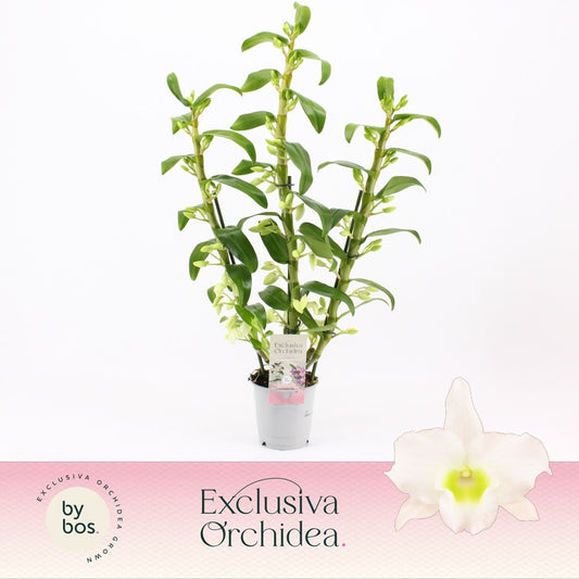Dendrobium Apollon 65cm 12cm Pot