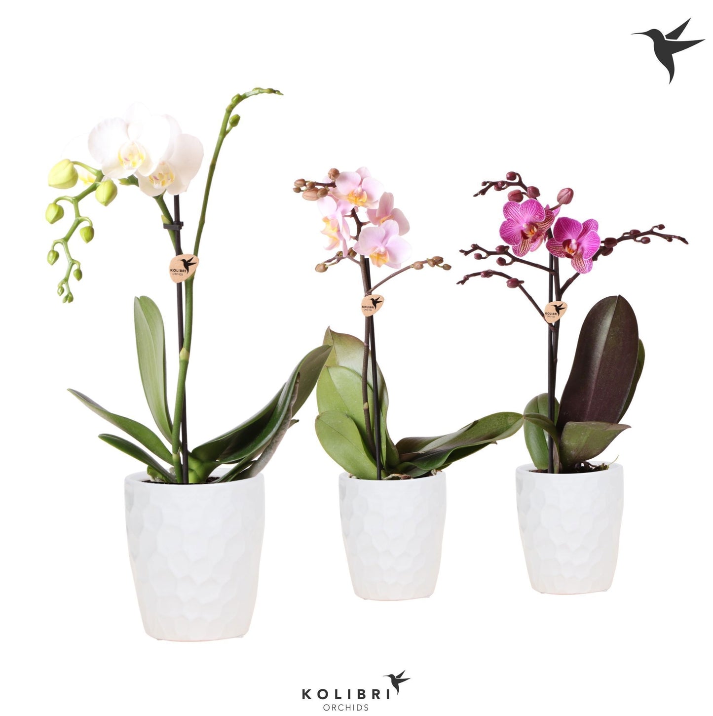 Phalaenopsis mix 40cm 9cm Pot