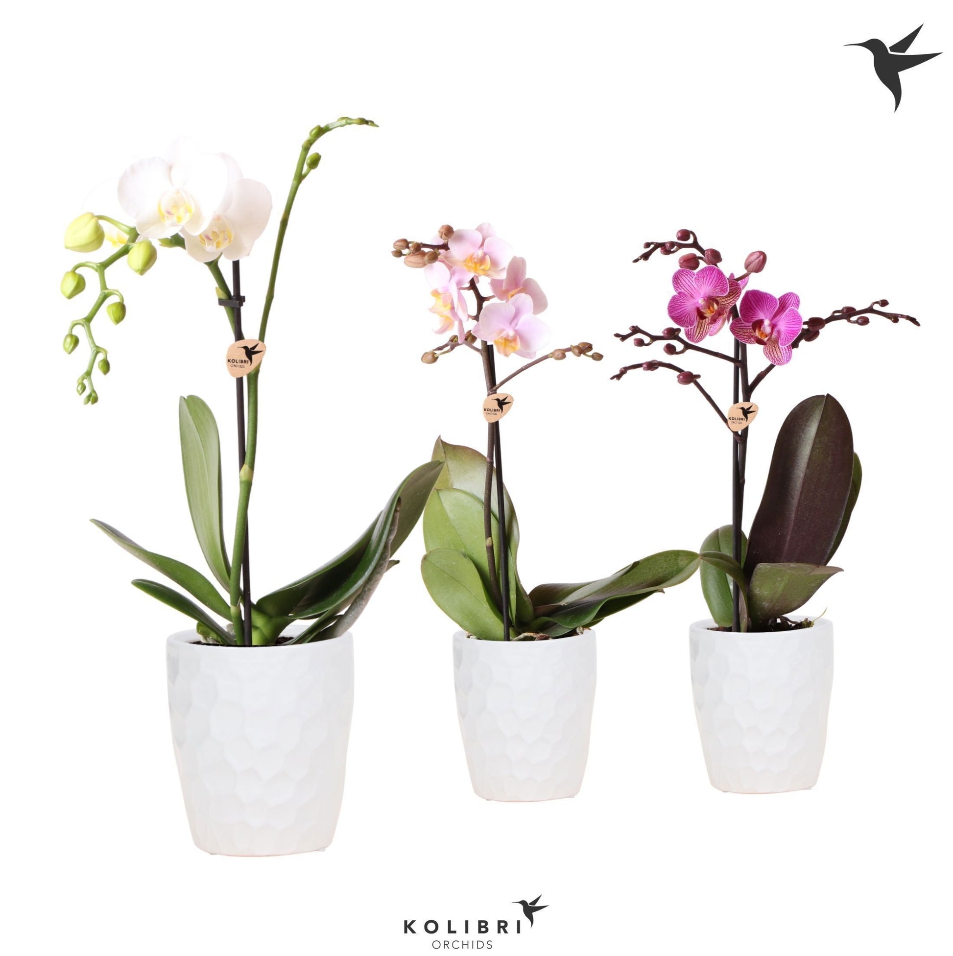 Phalaenopsis mix 40cm 9cm Pot