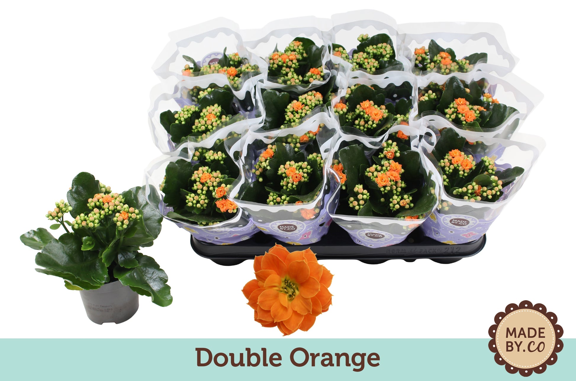 SV.CO Kalanchoe double Demeter Orange Pack of 12