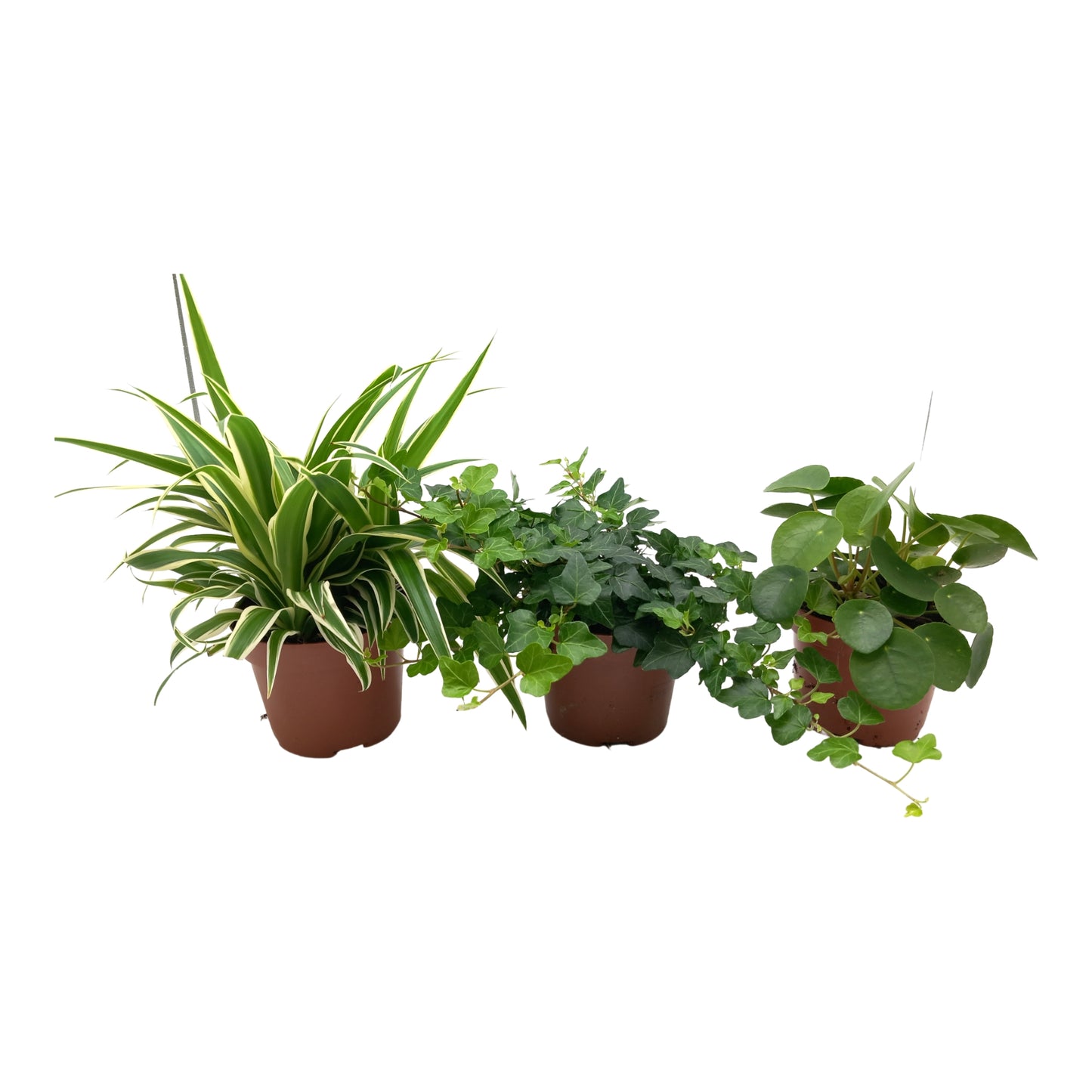 Quakelplant BV Foliage houseplants mix Pack of 8