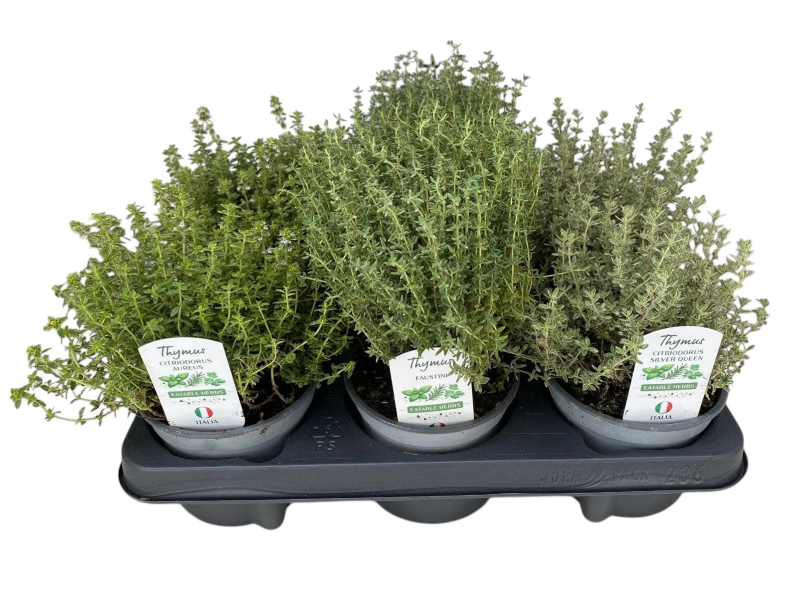 Garden Herbs mix 25cm 12cm Pot