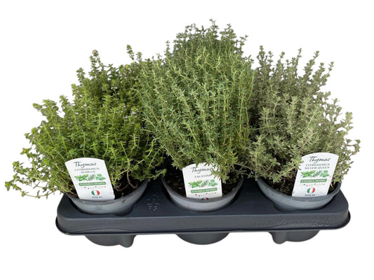 Garden Herbs mix 25cm 12cm Pot
