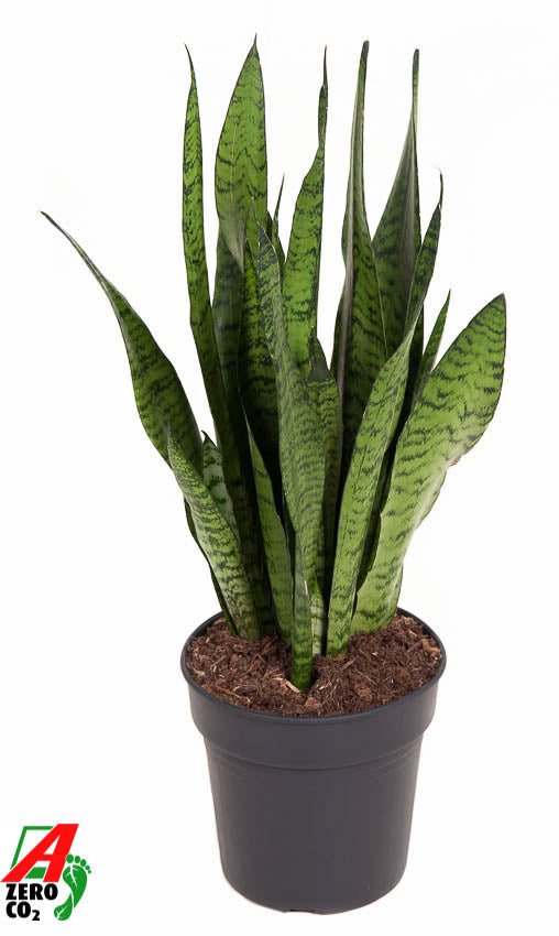 Sansevieria Zeylanica 70cm 19cm Pot