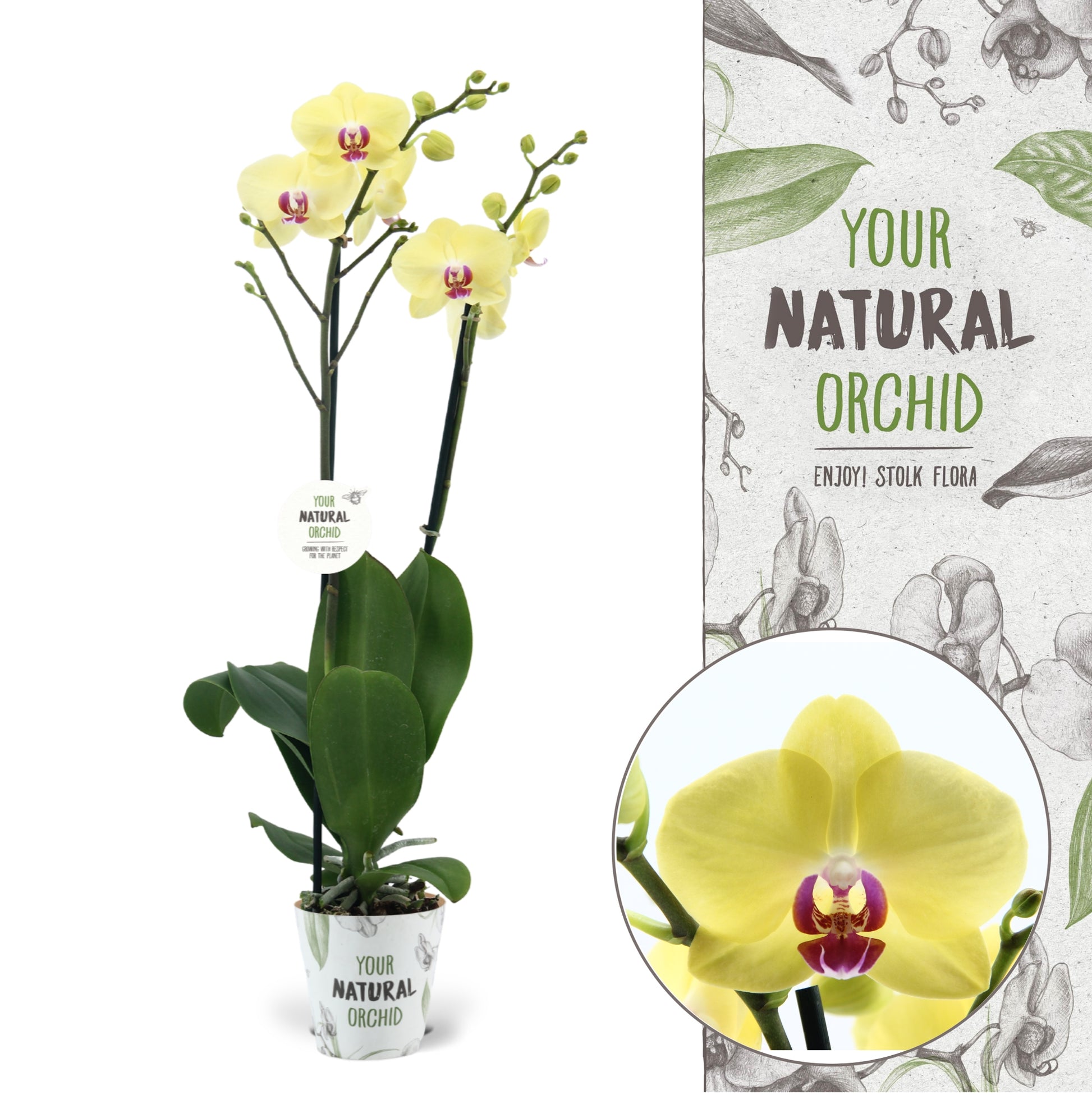 Phalaenopsis Modena 60cm 12cm Pot