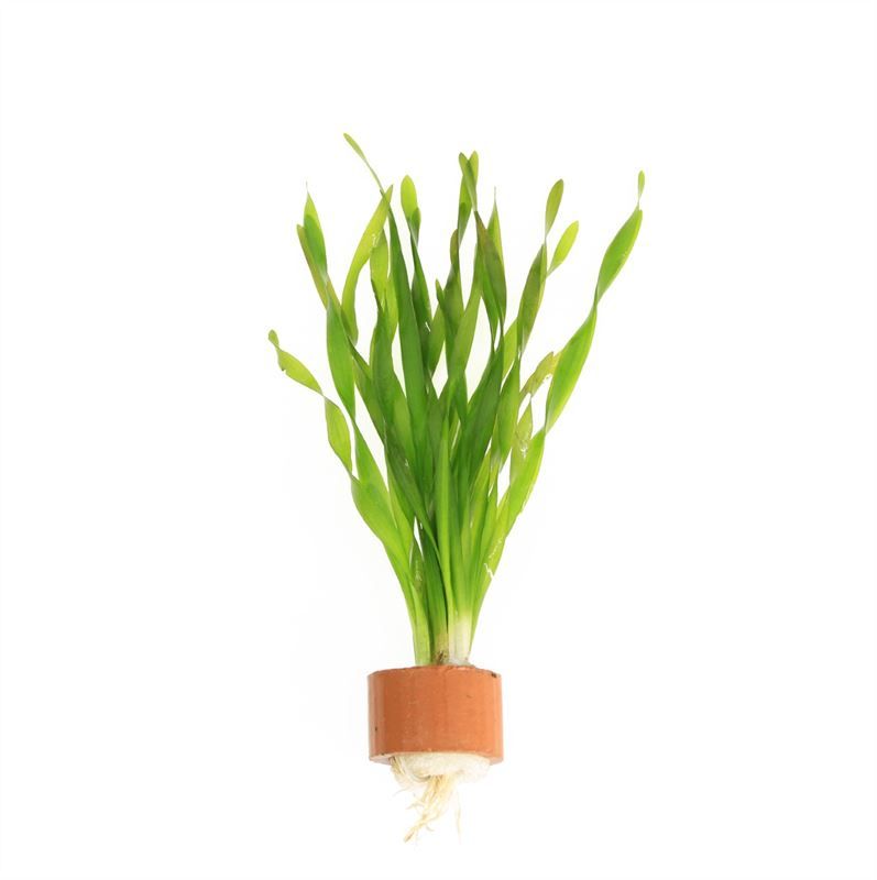 Vallisneria asiatica 5cm 2cm Pot