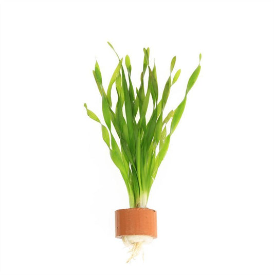 Vallisneria asiatica 5cm 2cm Pot