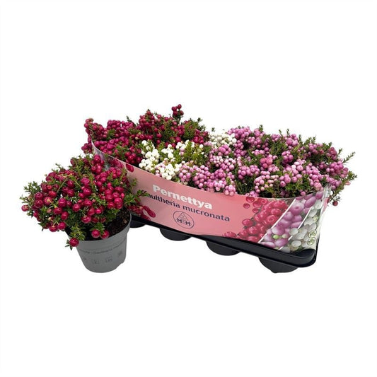 Gaultheria mucronata 25cm 14cm Pot
