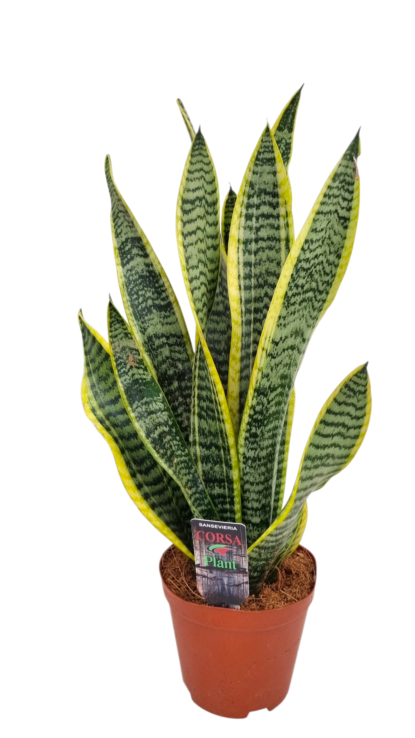 Sansevieria Laurentii 40cm 12cm Pot