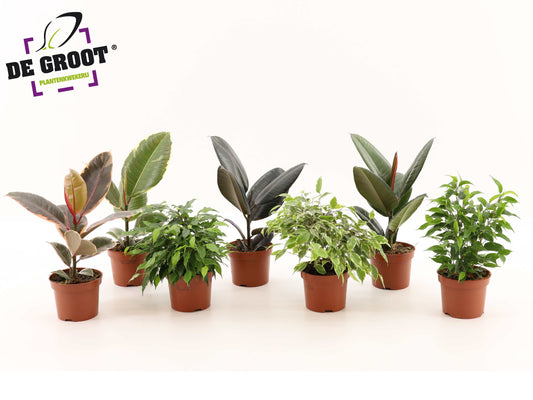 Ficus mix 25cm 12cm Pot