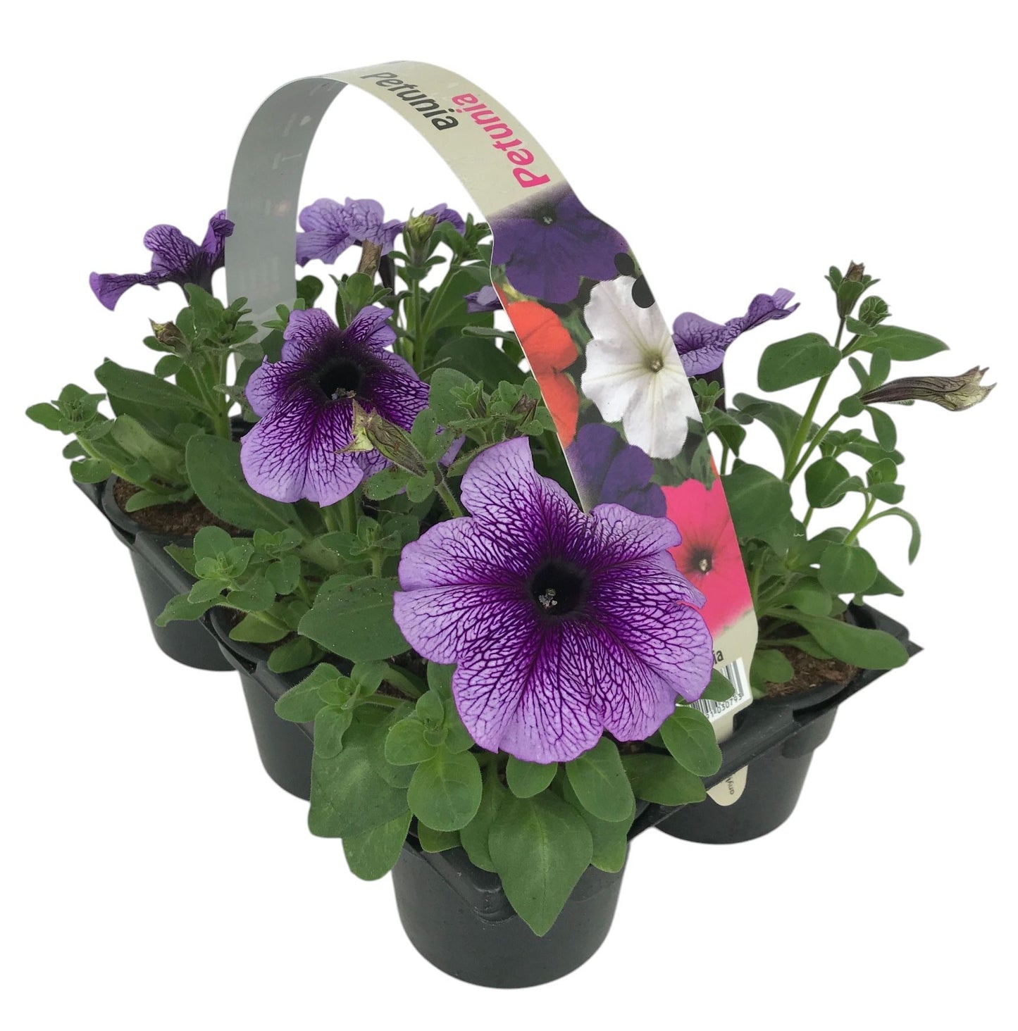 Petunia blue vein 15cm 9cm Pot