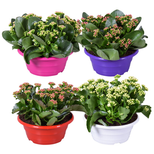 Kalanchoe mix 25cm 23cm Pot