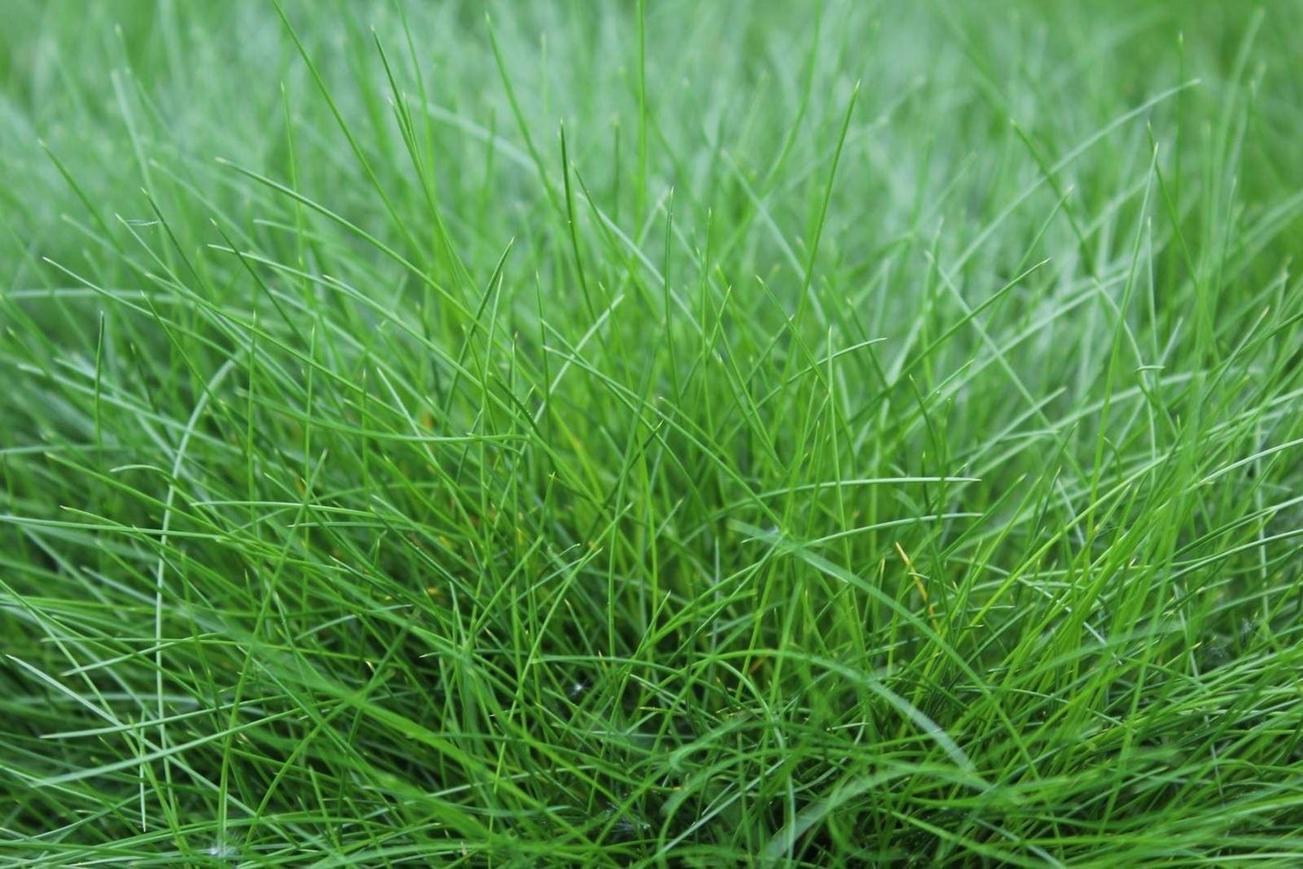 Festuca gautieri Amigreen 30cm 17cm Pot