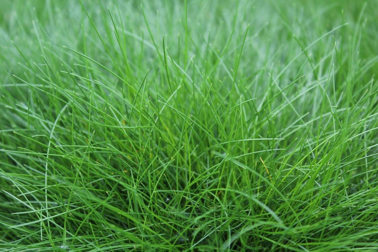 Festuca gautieri Amigreen 30cm 17cm Pot