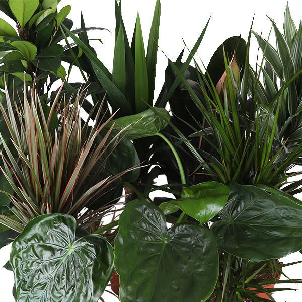 Foliage houseplants mix 90cm 21cm Pot