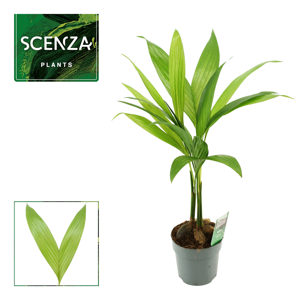 Areca catechu 50cm 12cm Pot